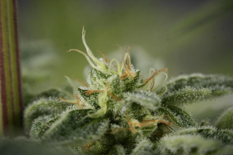 SOUR DIESEL-The Ascension of a Legend. Week 13 - Sour Diesel  studio time 