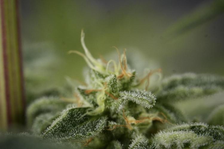 SOUR DIESEL-The Ascension of a Legend. Week 13 - Sour Diesel  studio time 