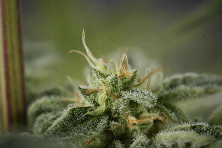 SOUR DIESEL-The Ascension of a Legend. Week 13 - Sour Diesel  studio time 