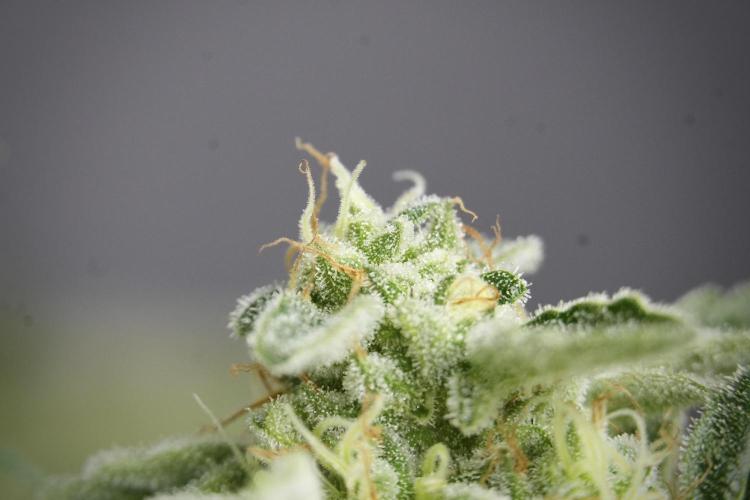 SOUR DIESEL-The Ascension of a Legend. Week 13 - Sour Diesel  studio time 