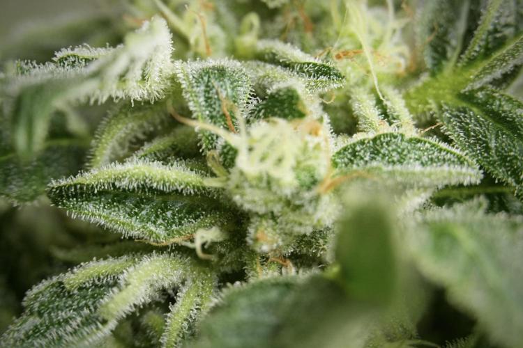 SOUR DIESEL-The Ascension of a Legend. Week 13 - Sour Diesel  studio time 