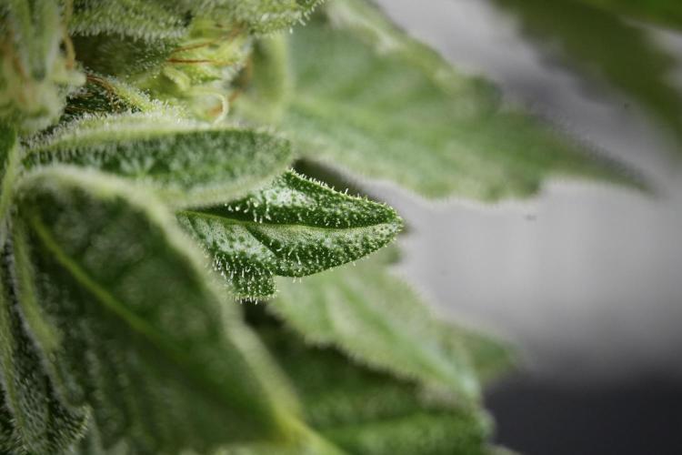 SOUR DIESEL-The Ascension of a Legend. Week 13 - Sour Diesel  studio time 