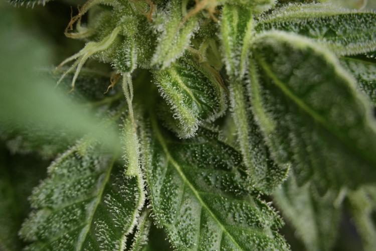 SOUR DIESEL-The Ascension of a Legend. Week 13 - Sour Diesel  studio time 