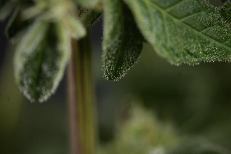 SOUR DIESEL-The Ascension of a Legend. Week 13 - Sour Diesel  studio time 