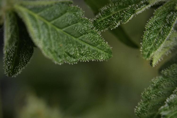SOUR DIESEL-The Ascension of a Legend. Week 13 - Sour Diesel  studio time 