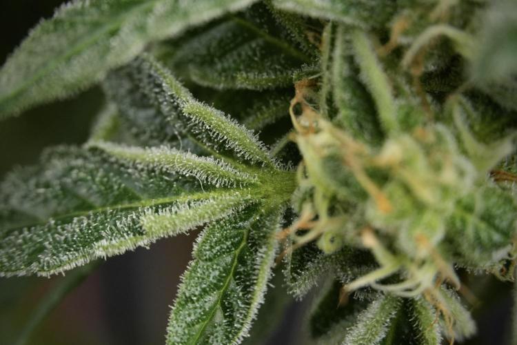 SOUR DIESEL-The Ascension of a Legend. Week 13 - Sour Diesel  studio time 