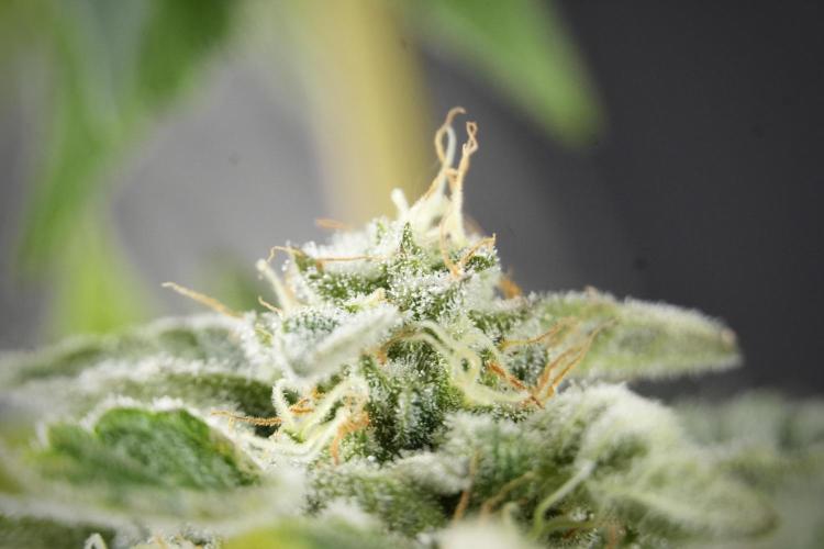 SOUR DIESEL-The Ascension of a Legend. Week 13 - Sour Diesel  studio time 