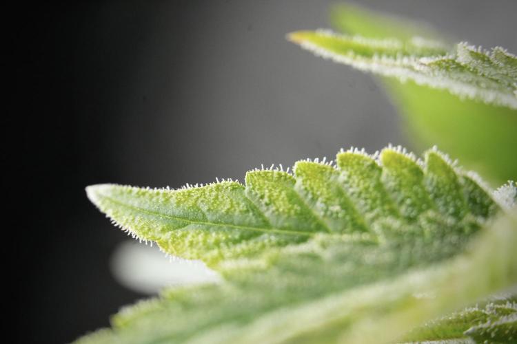 SOUR DIESEL-The Ascension of a Legend. Week 13 - Sour Diesel  studio time 