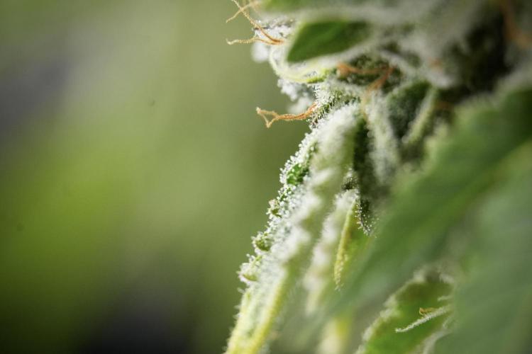 SOUR DIESEL-The Ascension of a Legend. Week 13 - Sour Diesel  studio time 