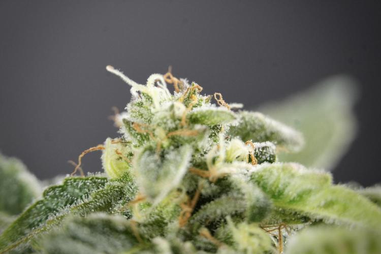 SOUR DIESEL-The Ascension of a Legend. Week 13 - Sour Diesel  studio time 