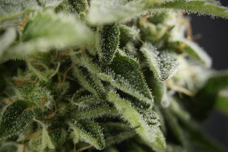 SOUR DIESEL-The Ascension of a Legend. Week 13 - Sour Diesel  studio time 