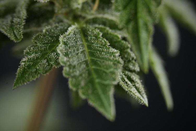 SOUR DIESEL-The Ascension of a Legend. Week 13 - Sour Diesel  studio time 