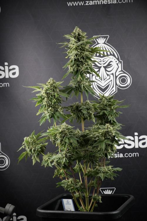 SOUR DIESEL-The Ascension of a Legend. Week 13 - Sour Diesel  studio time 