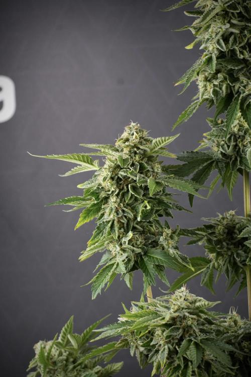 SOUR DIESEL-The Ascension of a Legend. Week 13 - Sour Diesel  studio time 