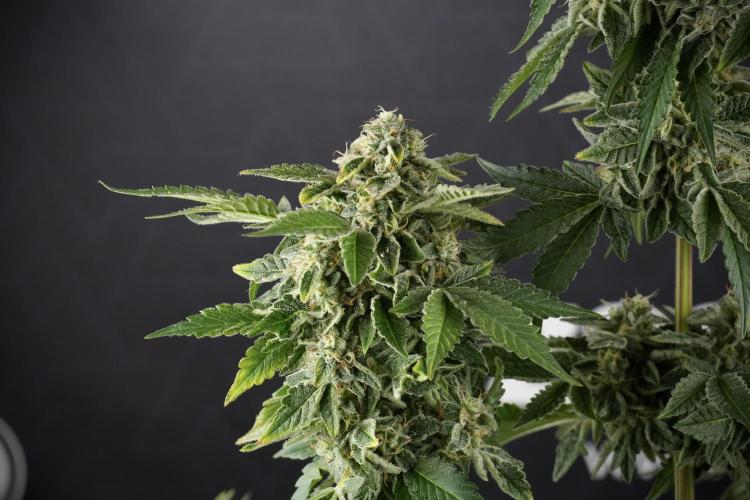 SOUR DIESEL-The Ascension of a Legend. Week 13 - Sour Diesel  studio time 