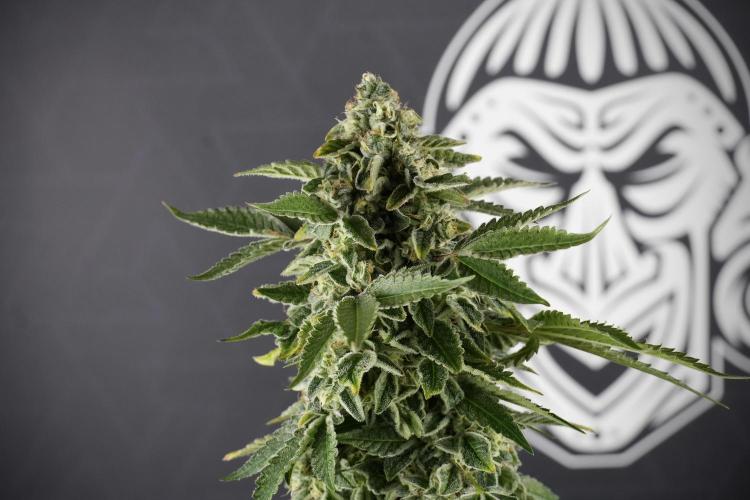 SOUR DIESEL-The Ascension of a Legend. Week 13 - Sour Diesel  studio time 