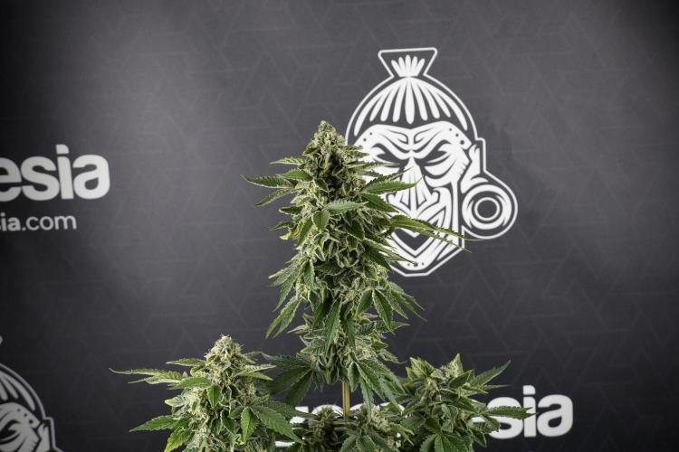 SOUR DIESEL-The Ascension of a Legend. Week 13 - Sour Diesel  studio time 
