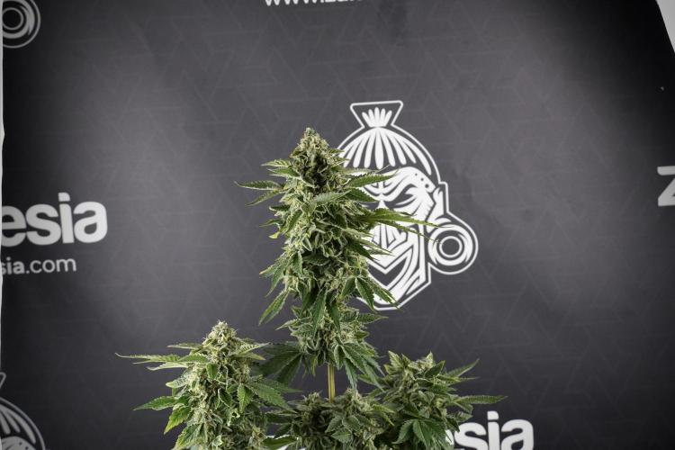 SOUR DIESEL-The Ascension of a Legend. Week 13 - Sour Diesel  studio time 