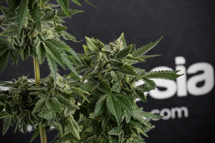 Sour Diesel. Week 13
