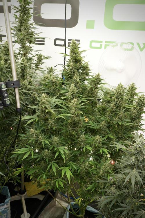 GMO Cookies Served with extra curiosity. Week 12 - GMO Cookies Auto No Veg 12-12 from seed
