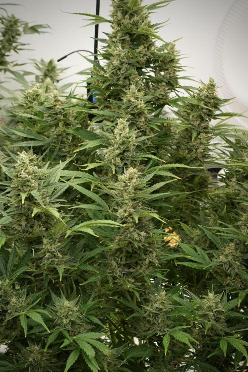 GMO Cookies Served with extra curiosity. Week 12 - GMO Cookies Auto No Veg 12-12 from seed