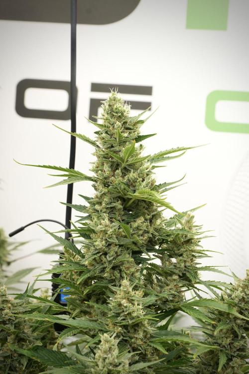 GMO Cookies Served with extra curiosity. Week 12 - GMO Cookies Auto No Veg 12-12 from seed
