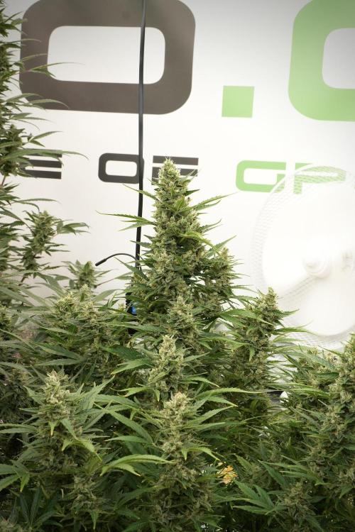 GMO Cookies Served with extra curiosity. Week 12 - GMO Cookies Auto No Veg 12-12 from seed