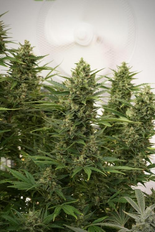 GMO Cookies Served with extra curiosity. Week 12 - GMO Cookies Auto No Veg 12-12 from seed
