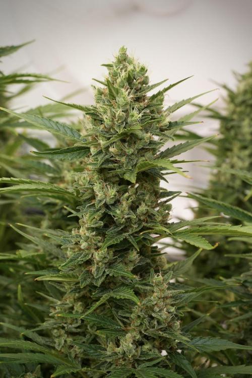 GMO Cookies Served with extra curiosity. Week 12 - GMO Cookies Auto No Veg 12-12 from seed