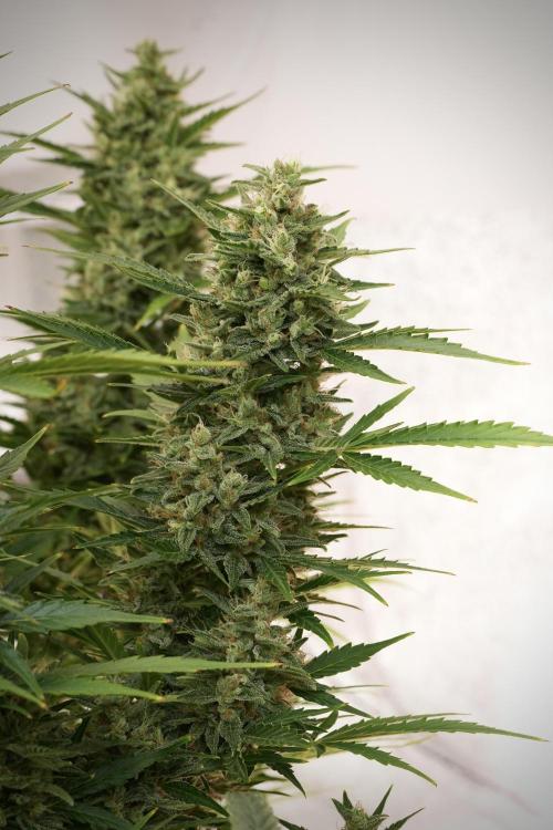 GMO Cookies Served with extra curiosity. Week 12 - GMO Cookies Auto No Veg 12-12 from seed