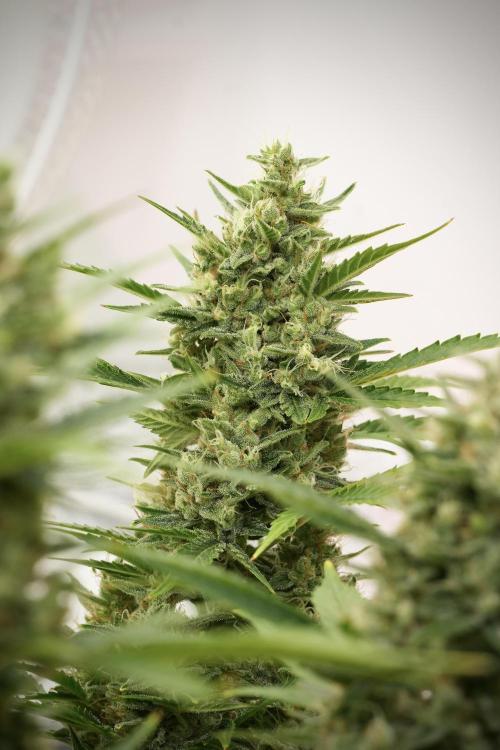 GMO Cookies Served with extra curiosity. Week 12 - GMO Cookies Auto No Veg 12-12 from seed