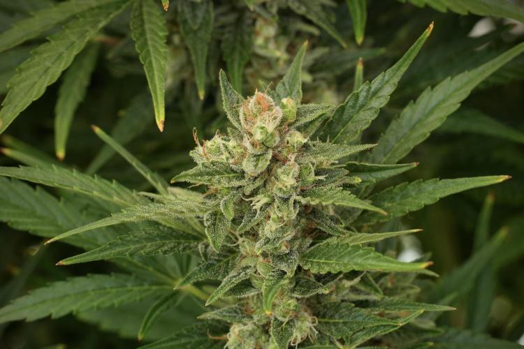 GMO Cookies Served with extra curiosity. Week 12 - GMO Cookies Auto No Veg 12-12 from seed