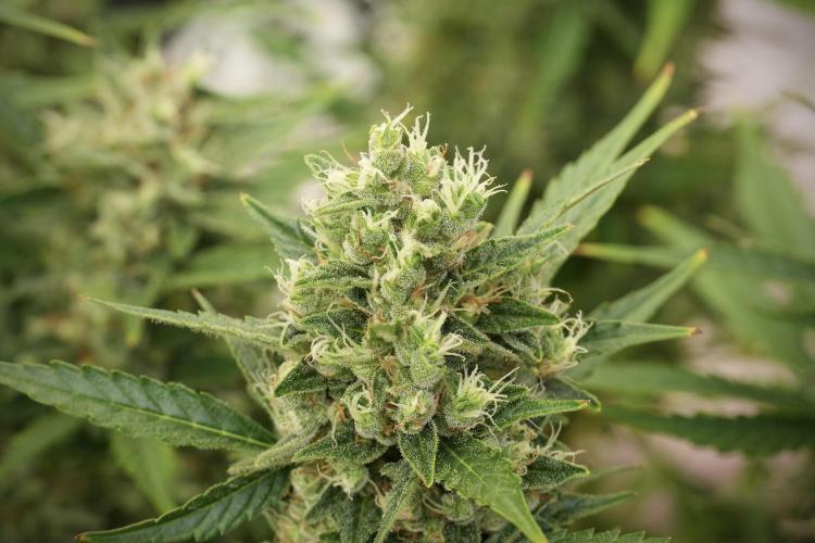 GMO Cookies Served with extra curiosity. Week 12 - GMO Cookies Auto No Veg 12-12 from seed