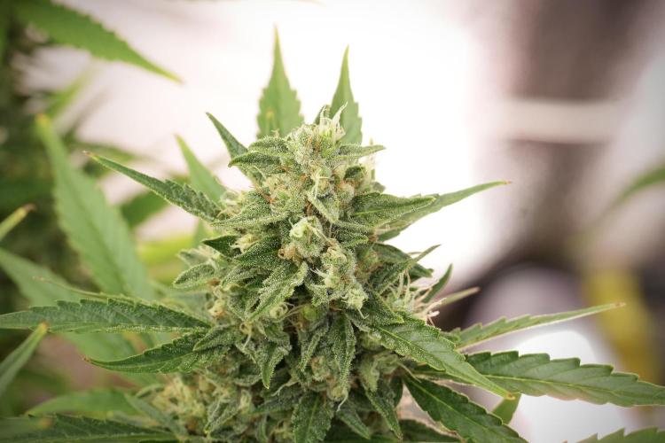 GMO Cookies Served with extra curiosity. Week 12 - GMO Cookies Auto No Veg 12-12 from seed