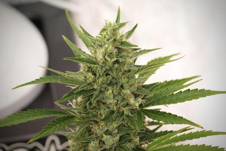 GMO Cookies Served with extra curiosity. Week 12 - GMO Cookies Auto No Veg 12-12 from seed