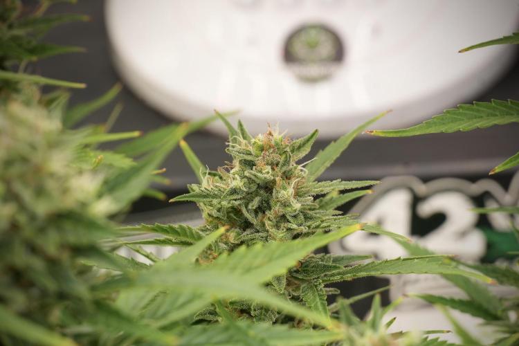 GMO Cookies Served with extra curiosity. Week 12 - GMO Cookies Auto No Veg 12-12 from seed