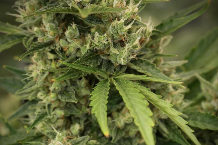GMO Cookies Served with extra curiosity. Week 12 - GMO Cookies Auto No Veg 12-12 from seed