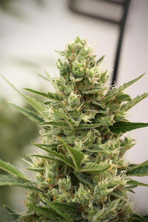 GMO Cookies Served with extra curiosity. Week 12 - GMO Cookies Auto No Veg 12-12 from seed