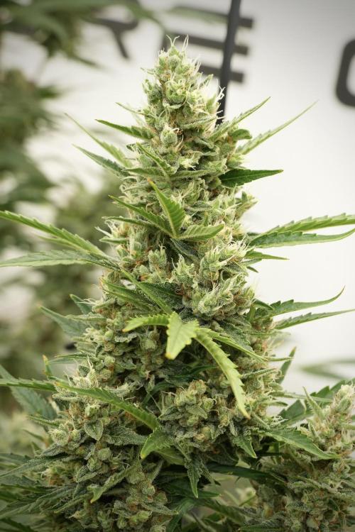 GMO Cookies Served with extra curiosity. Week 12 - GMO Cookies Auto No Veg 12-12 from seed