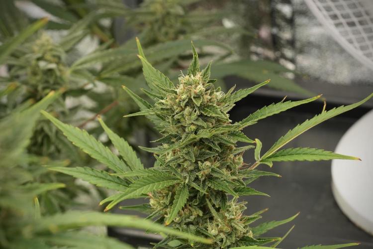 GMO Cookies Served with extra curiosity. Week 12 - GMO Cookies Auto No Veg 12-12 from seed