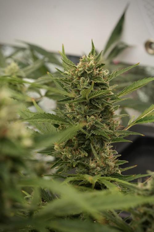 GMO Cookies Served with extra curiosity. Week 12 - GMO Cookies Auto No Veg 12-12 from seed