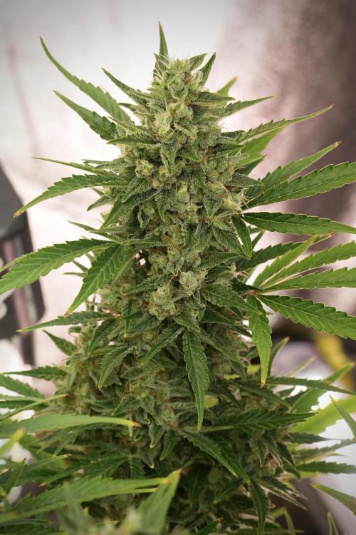 GMO Cookies Served with extra curiosity. Week 12 - GMO Cookies Auto No Veg 12-12 from seed