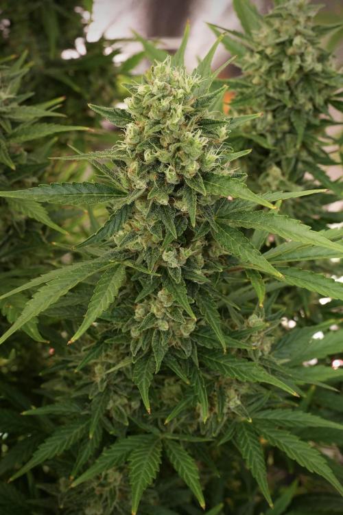 GMO Cookies Served with extra curiosity. Week 12 - GMO Cookies Auto No Veg 12-12 from seed