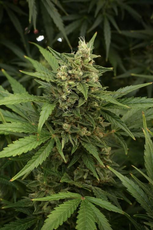 GMO Cookies Served with extra curiosity. Week 12 - GMO Cookies Auto No Veg 12-12 from seed