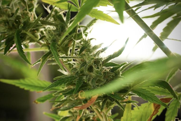GMO Cookies Served with extra curiosity. Week 12 - GMO Cookies Auto No Veg 12-12 from seed