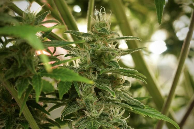 GMO Cookies Served with extra curiosity. Week 12 - GMO Cookies Auto No Veg 12-12 from seed