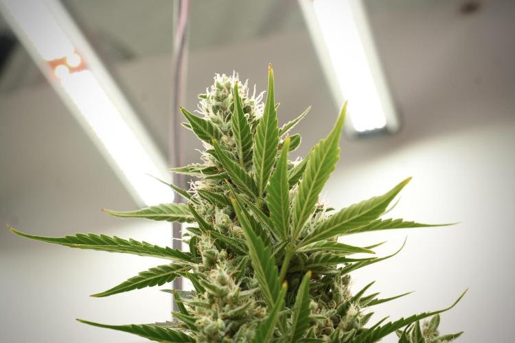 GMO Cookies Served with extra curiosity. Week 12 - GMO Cookies Auto No Veg 12-12 from seed
