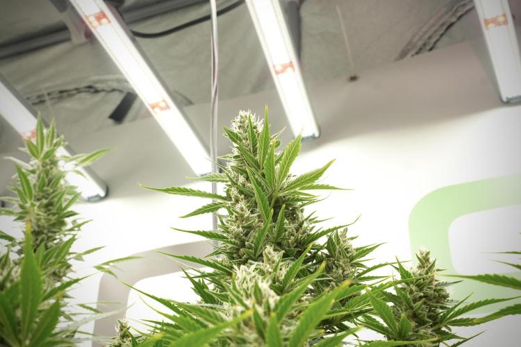 GMO Cookies Served with extra curiosity. Week 12 - GMO Cookies Auto No Veg 12-12 from seed