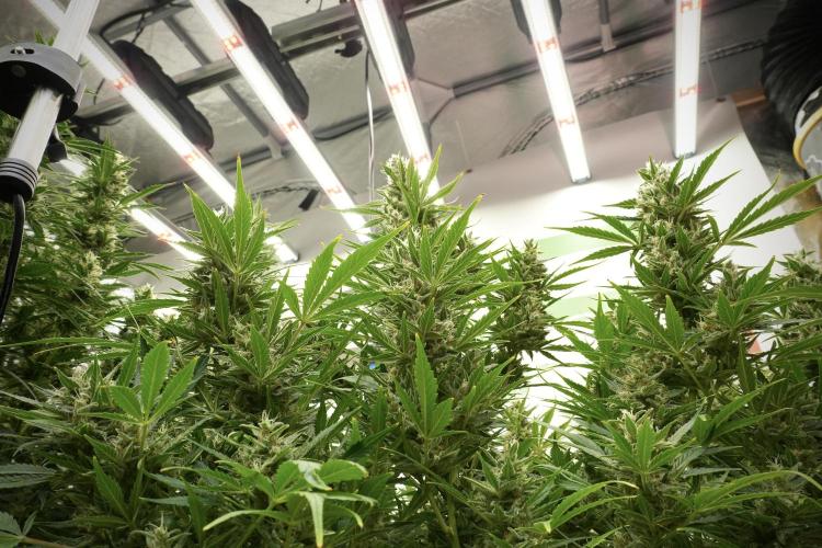 GMO Cookies Served with extra curiosity. Week 12 - GMO Cookies Auto No Veg 12-12 from seed