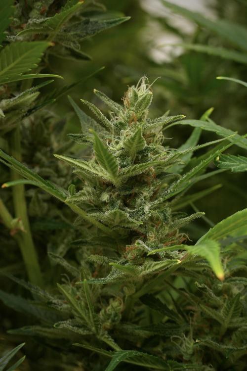 GMO Cookies Served with extra curiosity. Week 12 - GMO Cookies Auto No Veg 12-12 from seed